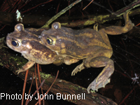 Eastern Spadefoot Toad 